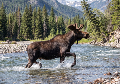 Un alce cruzando un río de Montana