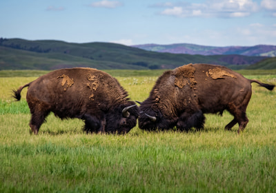 Dos bisontes enfrentados en la pradera